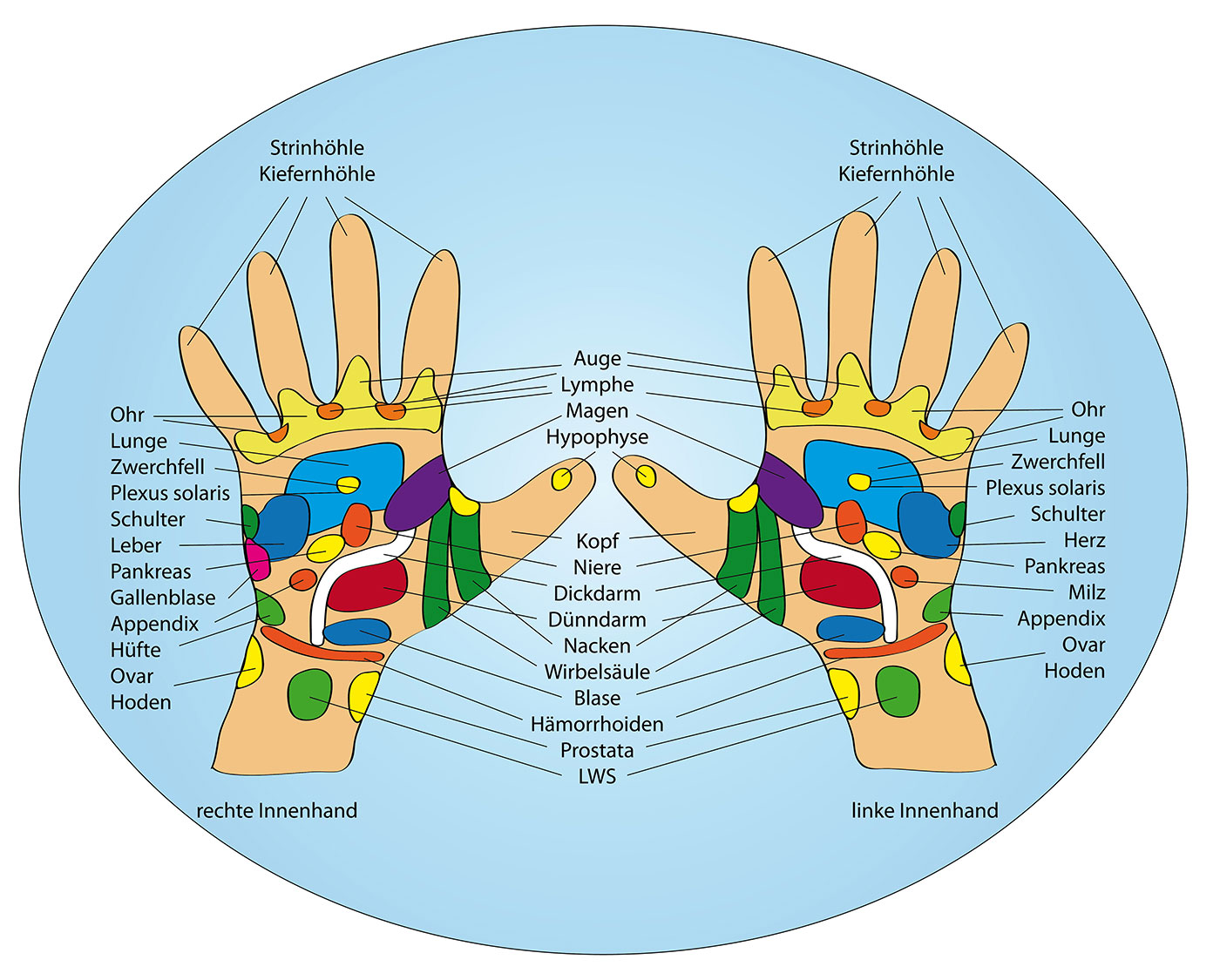 Akupressurpunkte der Hand -- Reflexzonen der Hand