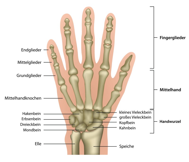 Anatomie und verschiedene Knochen der Hand